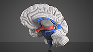 3D-Gehirn